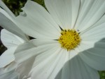 White Flower