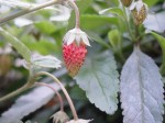 Alpine Strawberry