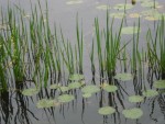 Lily Pads & Weeds