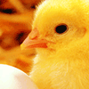 Not A Nugget