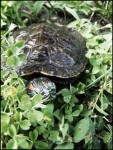 Simply Turtle