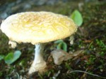 Mushroom
