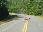 Deer Crossing