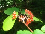 Wild Berries