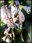 Morning Glory_Bee