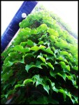 Grape Vine