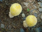 Mushroom II