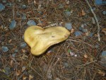 Heart Mushroom