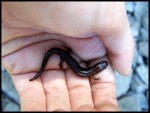 Newt