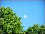 Moon and Trees