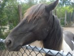 Horse II