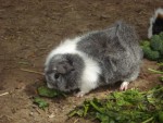 Guinea Pig