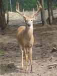 Deer