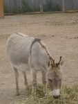 Donkey
