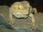 Lizard