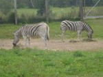 Zerbras