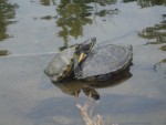 Turtles