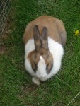 Bunny!