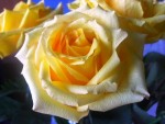 Yellow Rose