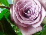 Purple Rose 1