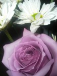 Purple Rose 3