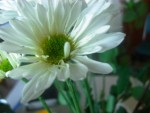 Daisy