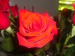Red Rose