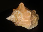 Big Seashell.