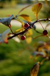 Crabby-Apple