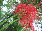 Spider Lily