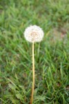 Make A Wish