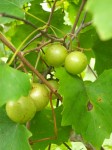 Scuppernongs [Muscadines]