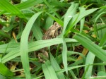 Toad