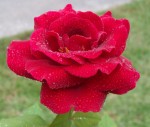 Red Rose