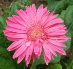 Pink Daisy