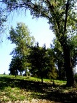 trees