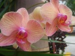 Orchids 1