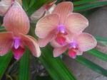 Orchids 2