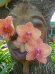 Orchids 3