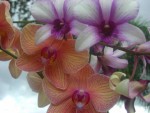 Orchids 4