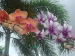 Orchids 5
