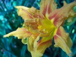 Another Tiger Lily