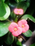 pretty pink.