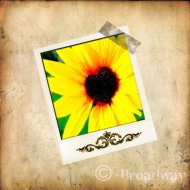 Vinatge Sunflower