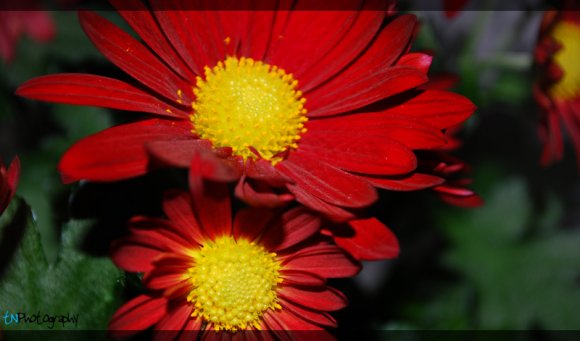 Click to view original image