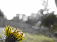Dandilion
