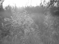 Sun, Wheat
