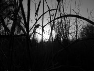 Dark Wheat
