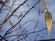 Leaf