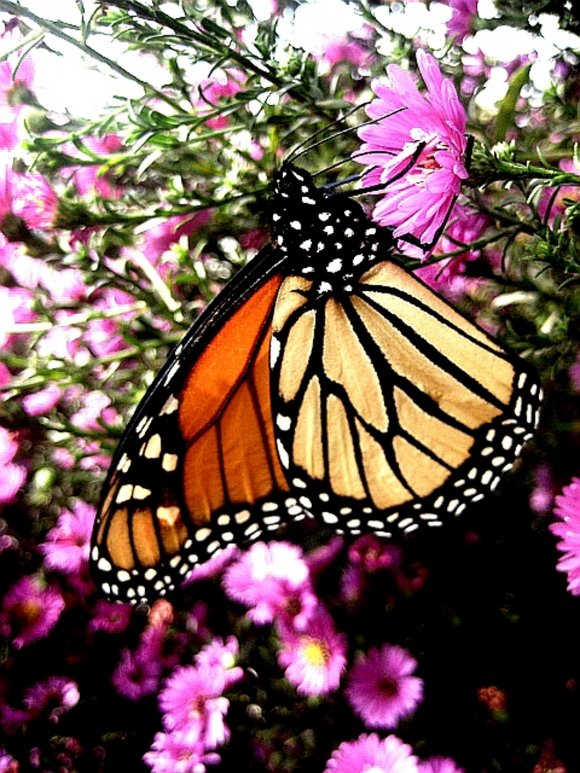 Click to view original image